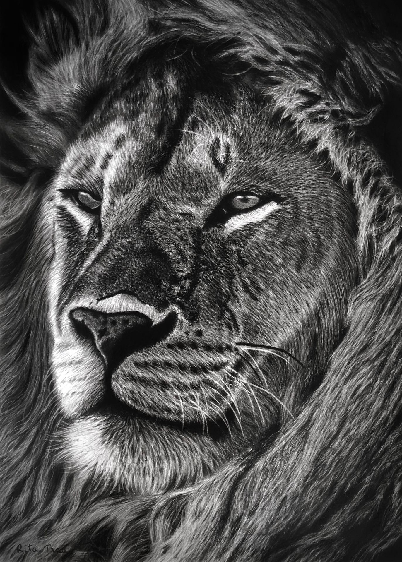 Black and white close-up drawing of a lion's face with detailed fur and intense gaze.